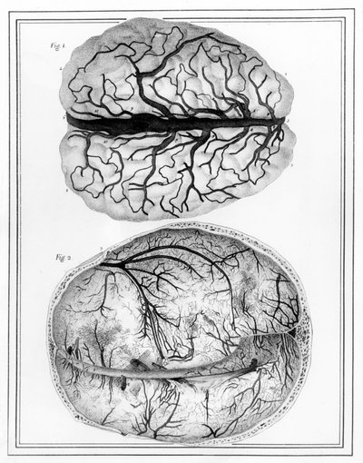 The Brain, 1825 by Jules Germain Cloquet